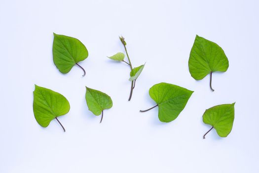 sweet potato leaves on white background.