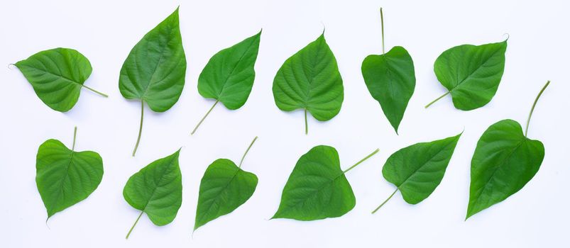 Green leaves heart shaped on white background. Top view