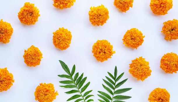 Marigold flower on white background.