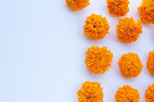 Marigold flower on white background.