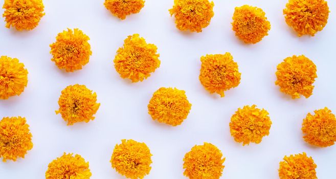 Marigold flower on white background.