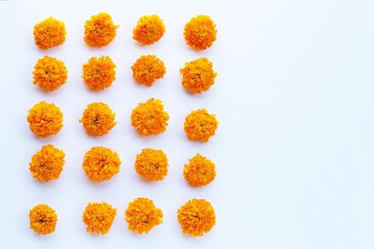 Marigold flower on white background.