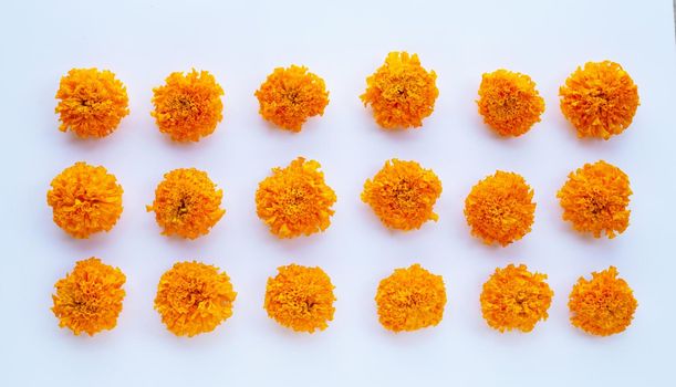 Marigold flower on white background.