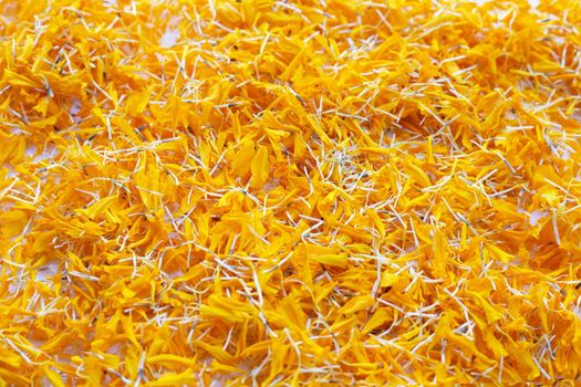 Petals of marigold flower on white background.
