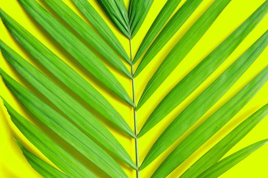 Tropical palm leaves on yellow background.
