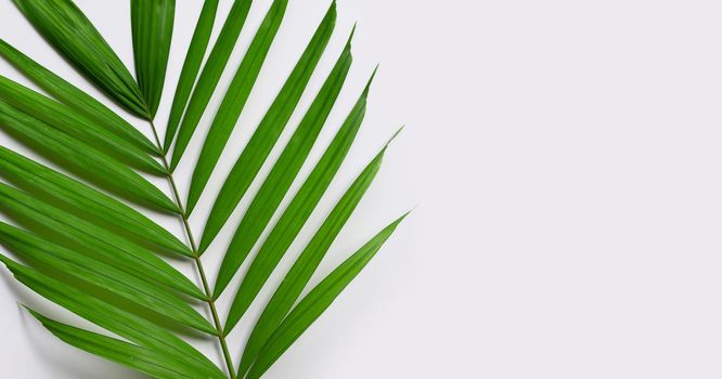 Tropical palm leaves on white background.