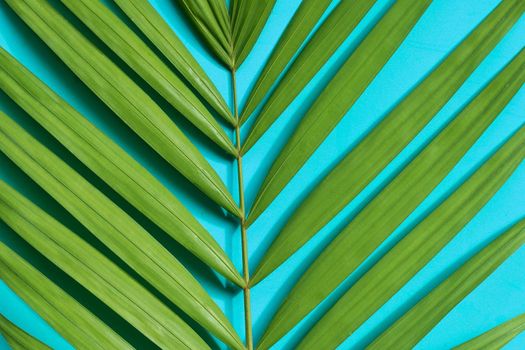 Tropical palm leaves on blue background.