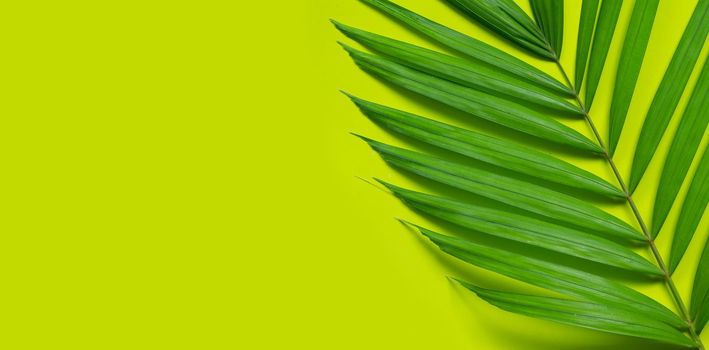 Tropical palm leaves on green background.