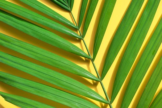 Tropical palm leaves on yellow background.