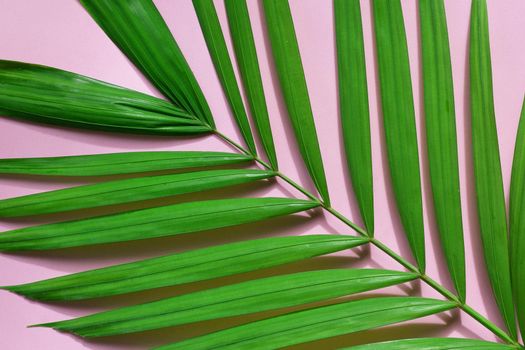 Tropical palm leaves on pink background.