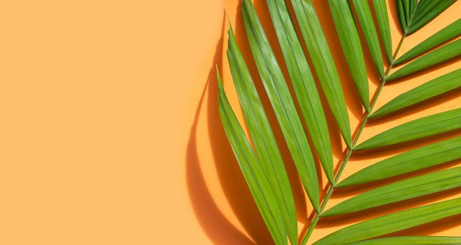 Tropical palm leaves on blue background.