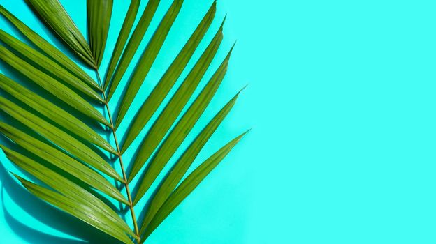 Tropical palm leaves on blue background.