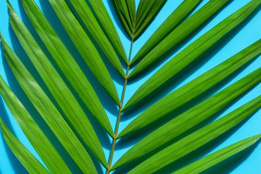 Tropical palm leaves on blue background.