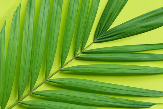 Tropical palm leaves on green background.