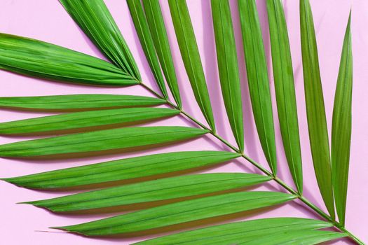 Tropical palm leaves on pink background.