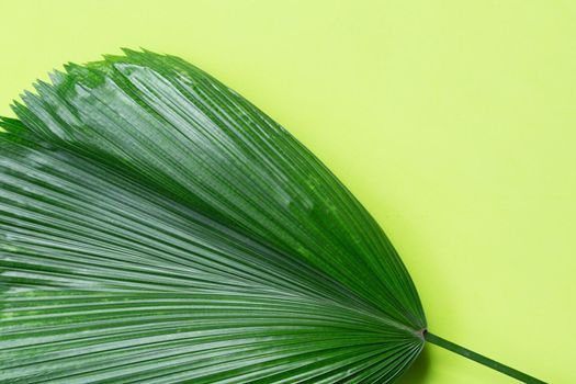  Fiji Fan Palm leaves on green background.