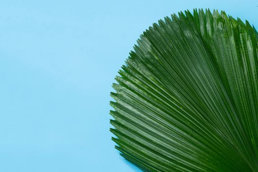  Fiji Fan Palm leaves on blue background.