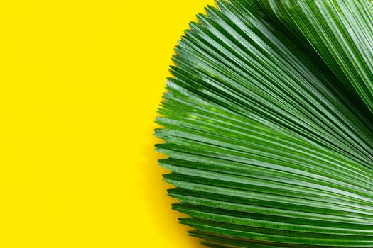 Tropical palm leaves on yellow background.