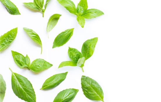 Fresh basil leaves on white background. Copy space
