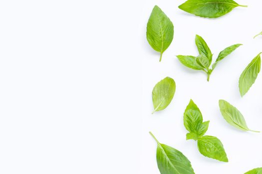 Fresh basil leaves on white background. Copy space