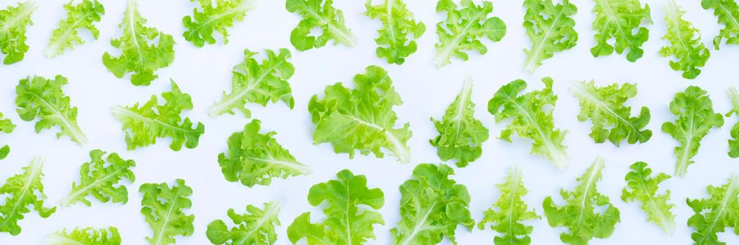 Green oak lettuce leaves on white background. Top view