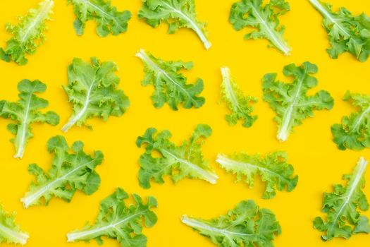 Green oak lettuce leaves on yellow background. Top view