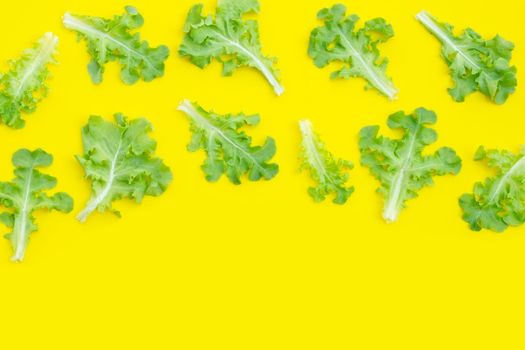 Green oak lettuce leaves on yellow background. Top view