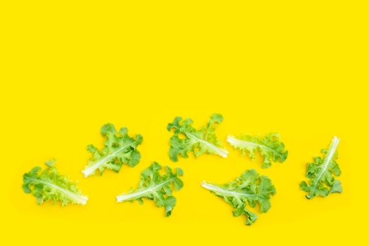 Green oak lettuce leaves on yellow background. Top view