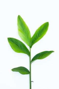 Fresh galangal leaves isolated on white background.