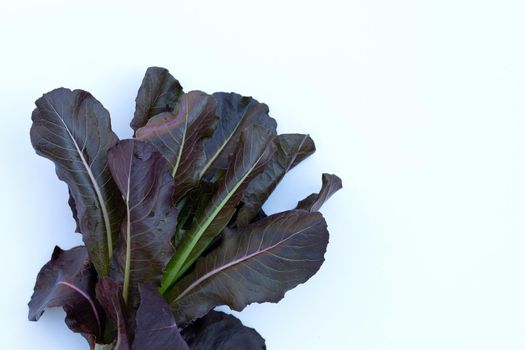Red Cos Lettuce leaves on white background.