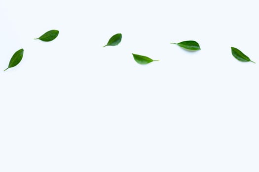 Citrus leaves on  white background. Copy space