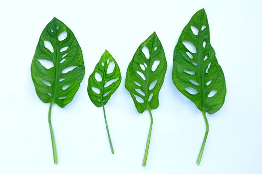 Monstera Adansonii leaves or Swiss cheese vine house plant on white background.