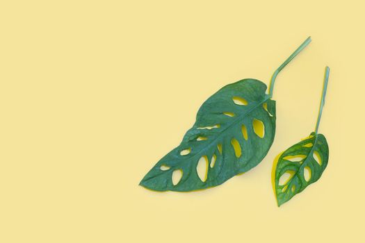 Monstera Adansonii leaves or Swiss cheese vine house plant on yellow background.