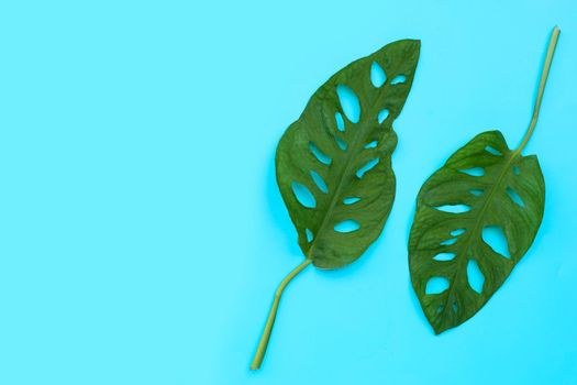 Monstera Adansonii leaves or Swiss cheese vine house plant on blue background.
