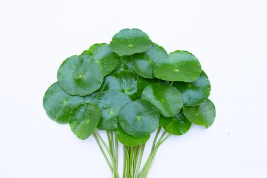 Fresh green centella asiatica leaves or water pennywort plant or gotu kola.