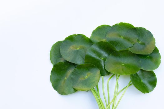 Fresh green centella asiatica leaves or water pennywort  plant