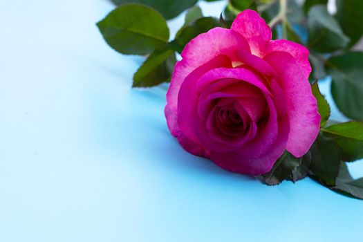 Rose on blue background. Valentine's day concept.