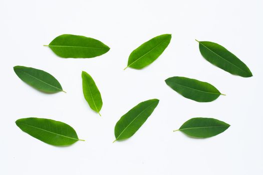 Eucalyptus leaves on white background.  Copy space
