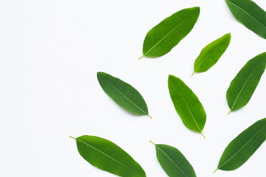 Eucalyptus leaves on white background.  Copy space