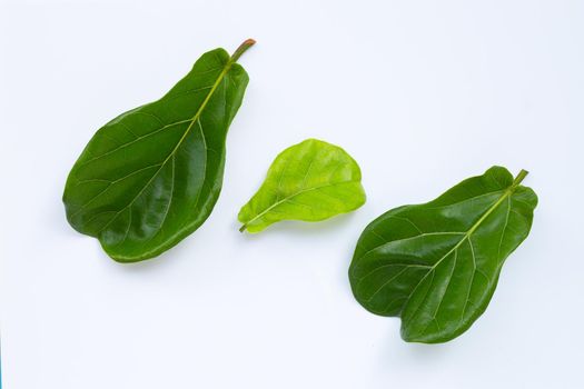Ficus lyrate leaves on white background.