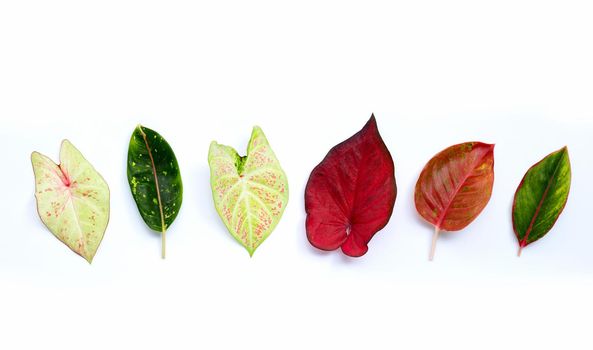 Caladium bicolor leaves with Aglaonema leaves on white background. Top view