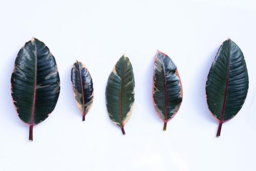Rubber plant leaves on white background.