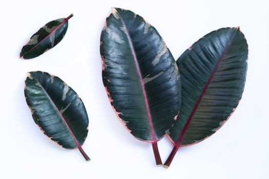 Rubber plant leaves on white background.