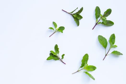 Holy basil leaves on white background.