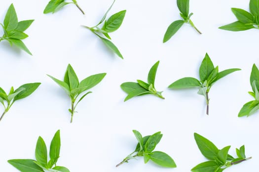 Sweet basil leaves on white background.
