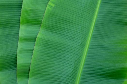 Banana leaves texure for background.
