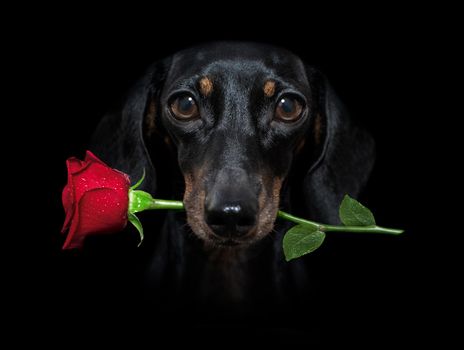 sausage dachshund  dog isolated on black  dramatic dark background on valentines  , with rose in mouth