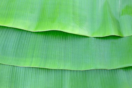 Banana leaves texure for background.