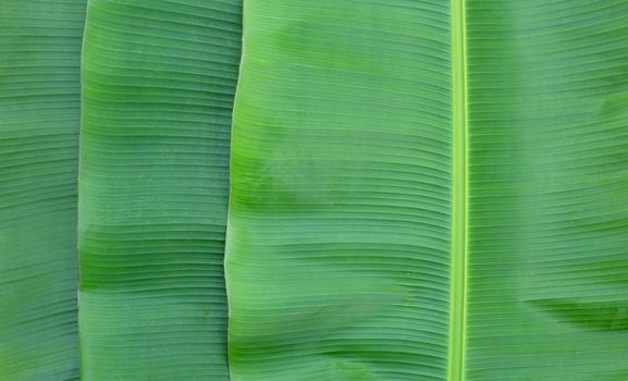 Banana leaves texure for background.