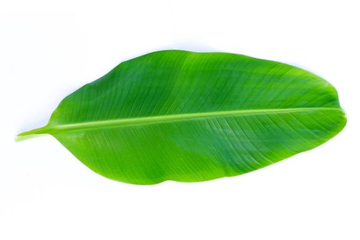 Banana leaves on white background.